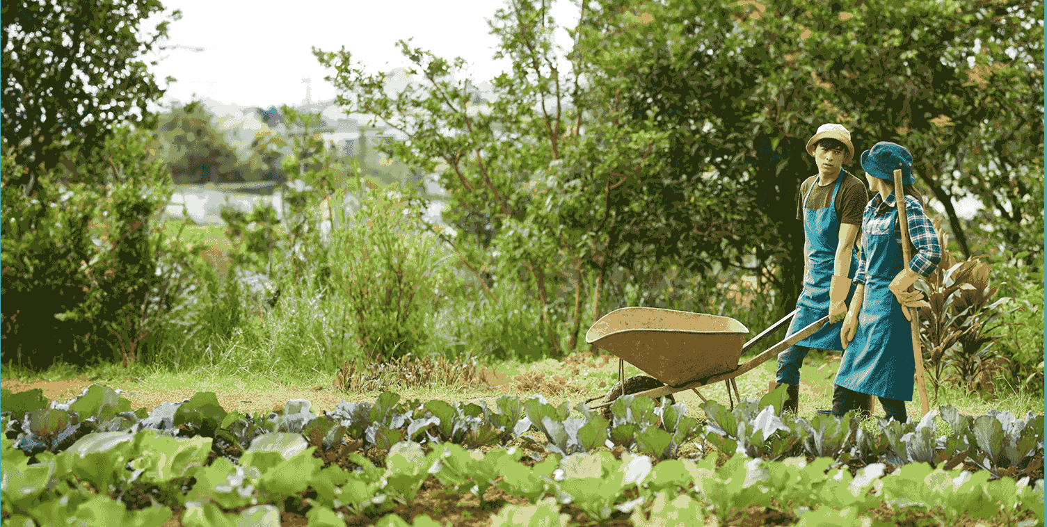 We Provide Complete Gardening Plantation Services